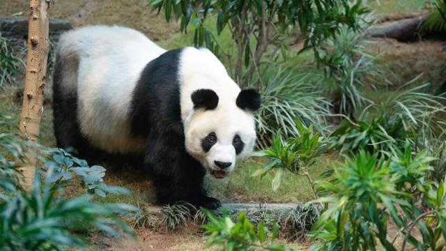 35岁赠港大熊猫“安安”今晨离世，系迄今人工饲养环境下最长寿雄性大熊猫