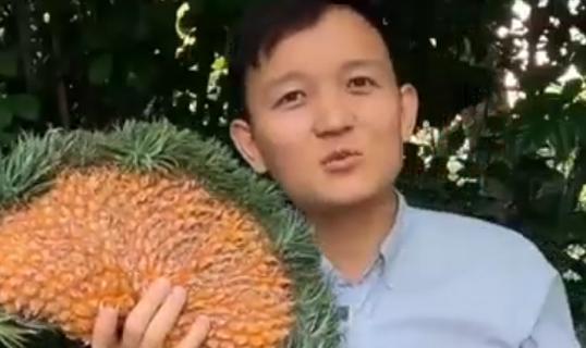 “水果猎人”杨晓洋：海南可引培优质品种 打造果蔬名片
