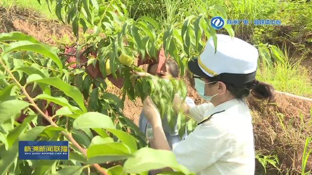 打造“三个高地”走在前列丨炎陵黄桃漂洋过海 株洲海关保驾护航