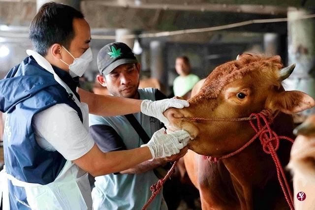 印尼时隔36年再现口蹄疫 逾32万牲畜受感染疫情迅速扩散