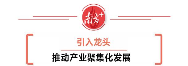 让农业成为有奔头的产业 | 清远培育五大百亿农业产业系列报道①