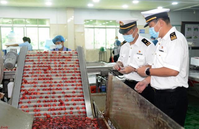 广州今年已有超750吨岭南荔枝漂洋过海送“鲜”去