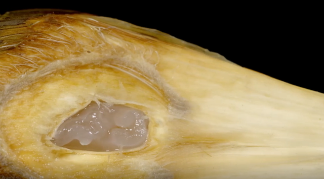 跨越时间长河的古老水果——水椰子