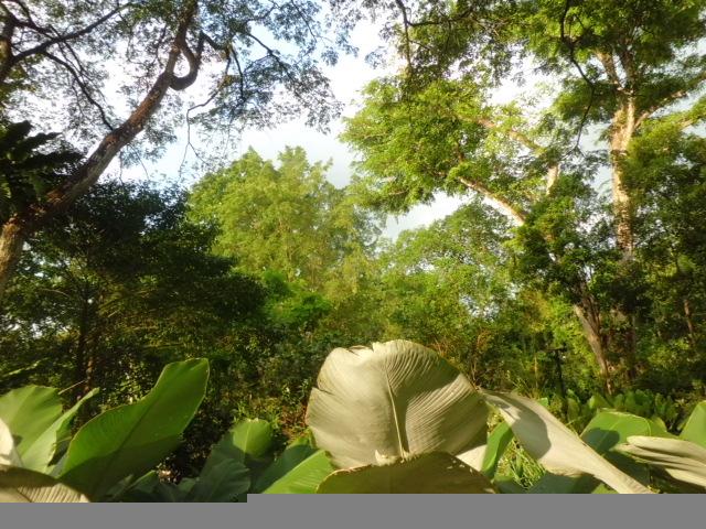 绿意盎然的新加坡国立植物园