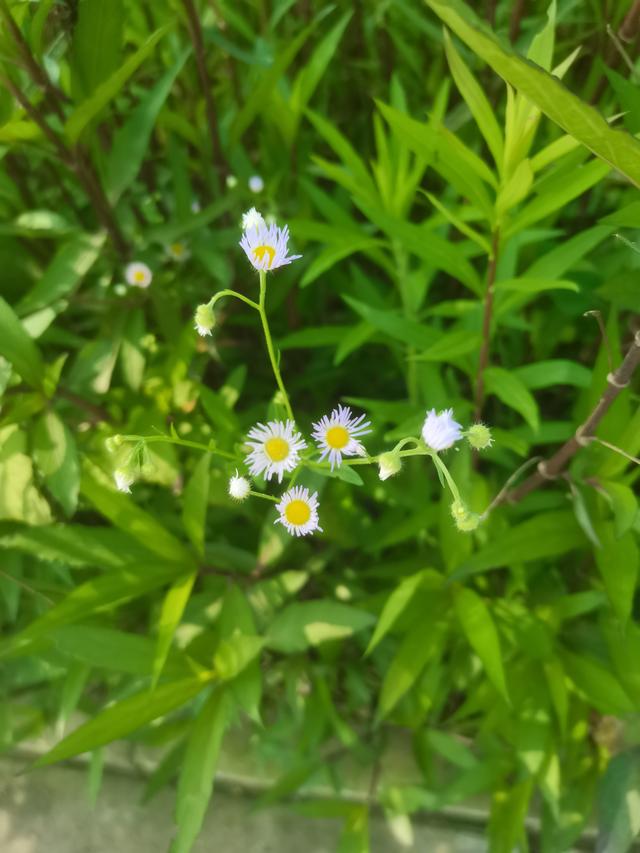 我的青春日记，《不似夏花》