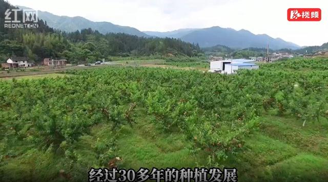 炎陵黄桃熟了④丨炎陵黄桃为何能享誉海内外？
