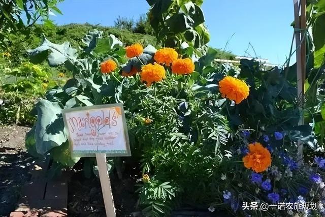 全球十个创意城市农场