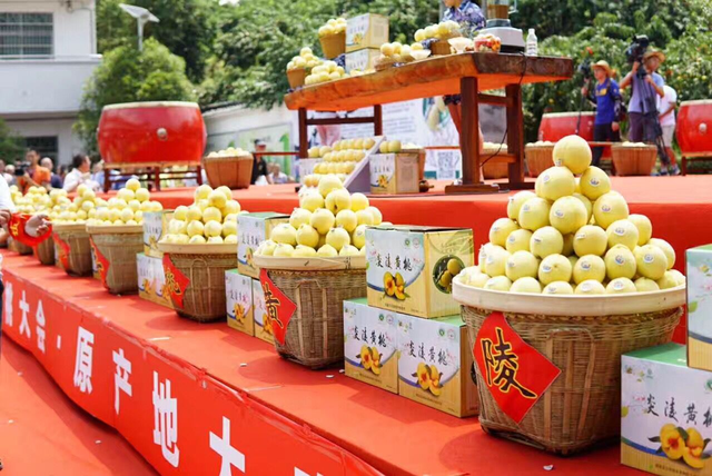 “黄桃宝贝”来了！炎陵黄桃7月21日开园上市，预计产量7.8万吨