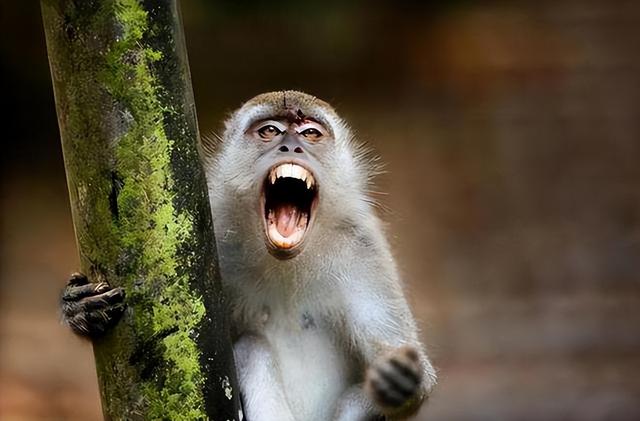 日本山口市发生人猴大战，45人受伤，猴子袭击频现意味着什么？