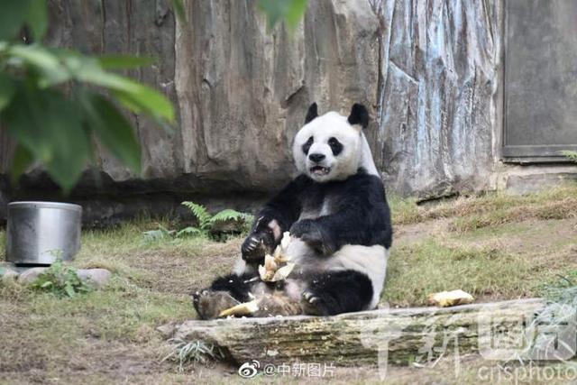 35岁赠港大熊猫“安安”今晨离世，系迄今人工饲养环境下最长寿雄性大熊猫