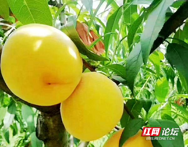 夏日炎炎，黄桃超甜，炎陵黄桃不能错过