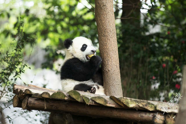 你好！我叫成华，这是我的名片 | 成华融媒