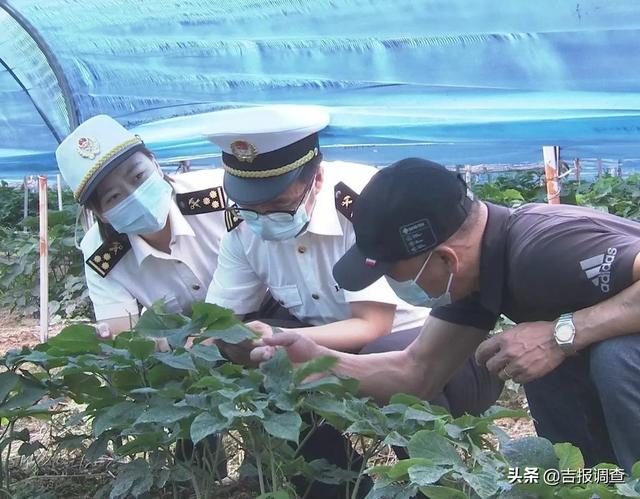 吉林人参转型精深加工，特色产品出口跑出“加速度”
