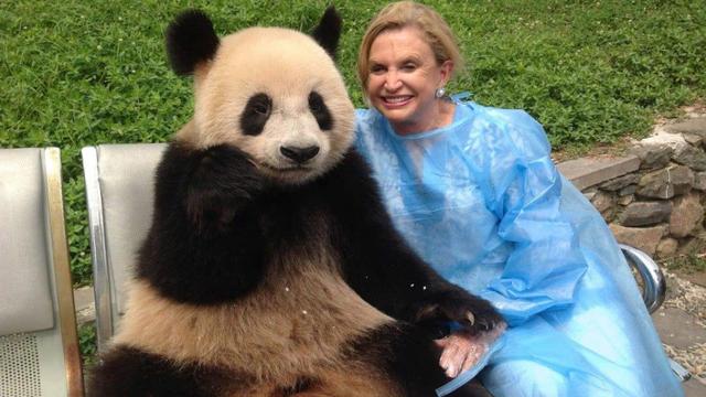 大熊猫到底有多烧钱？每年吃掉700万，加拿大养不起提前送回我国