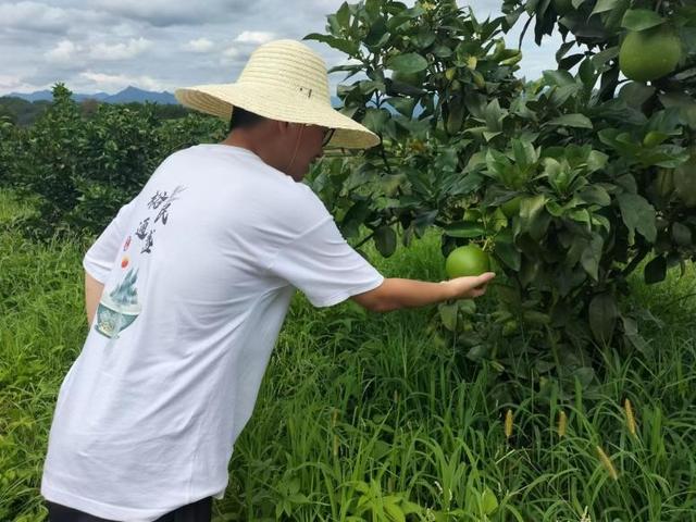 白莲飘香地，振兴正当时