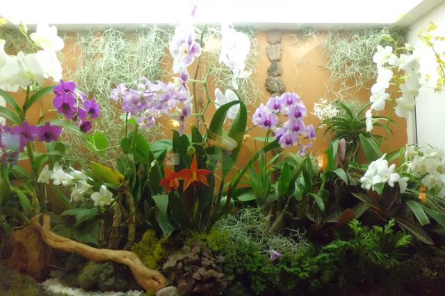 新加坡国际兰花展，美轮美奂的各种插花