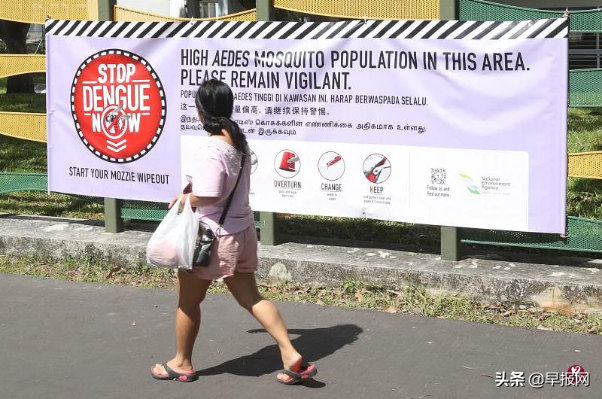 有抗体人口不到一半 研究员：新加坡骨痛热症有大暴发风险