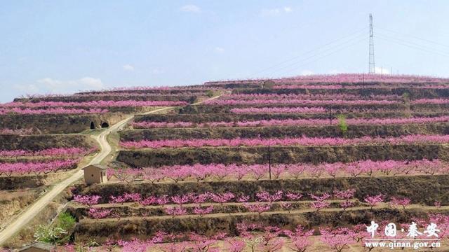 “甜蜜桃”敲开“致富门”秦安做强蜜桃产业助力乡村振兴