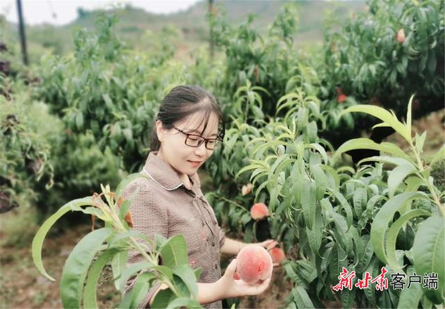 秦安：蜜桃飘香产业旺