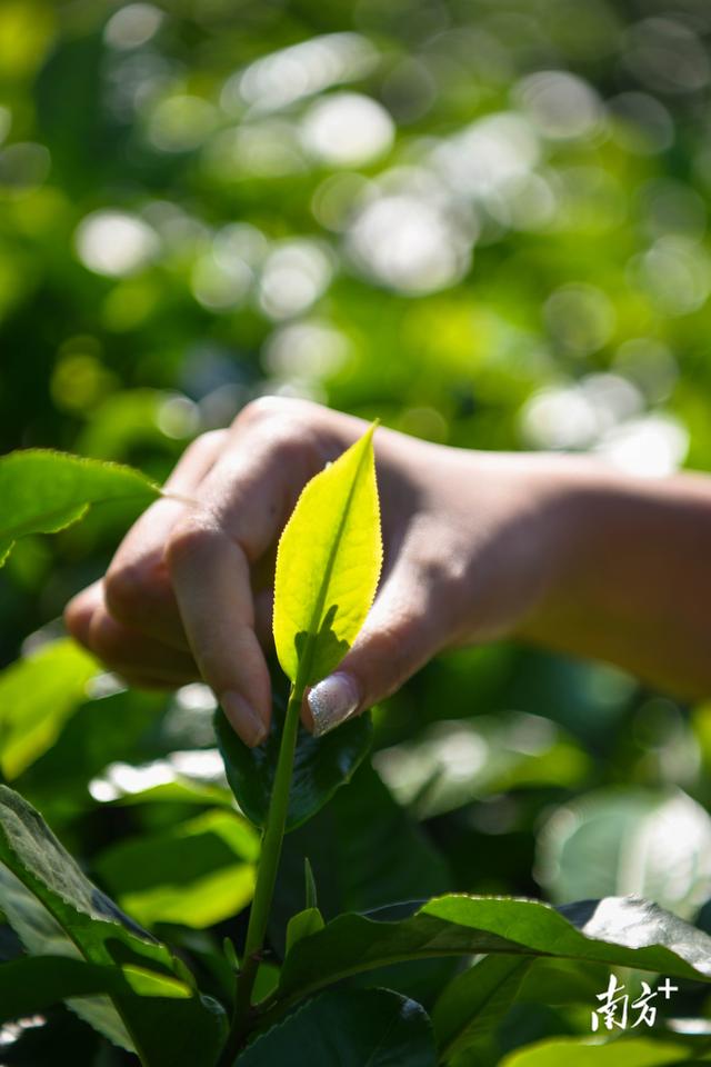 让农业成为有奔头的产业 | 清远培育五大百亿农业产业系列报道①