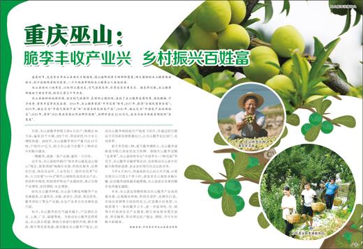 重庆巫山：脆李丰收产业兴 乡村振兴百姓富