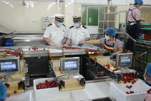 广州今年已有超750吨岭南荔枝漂洋过海送“鲜”去