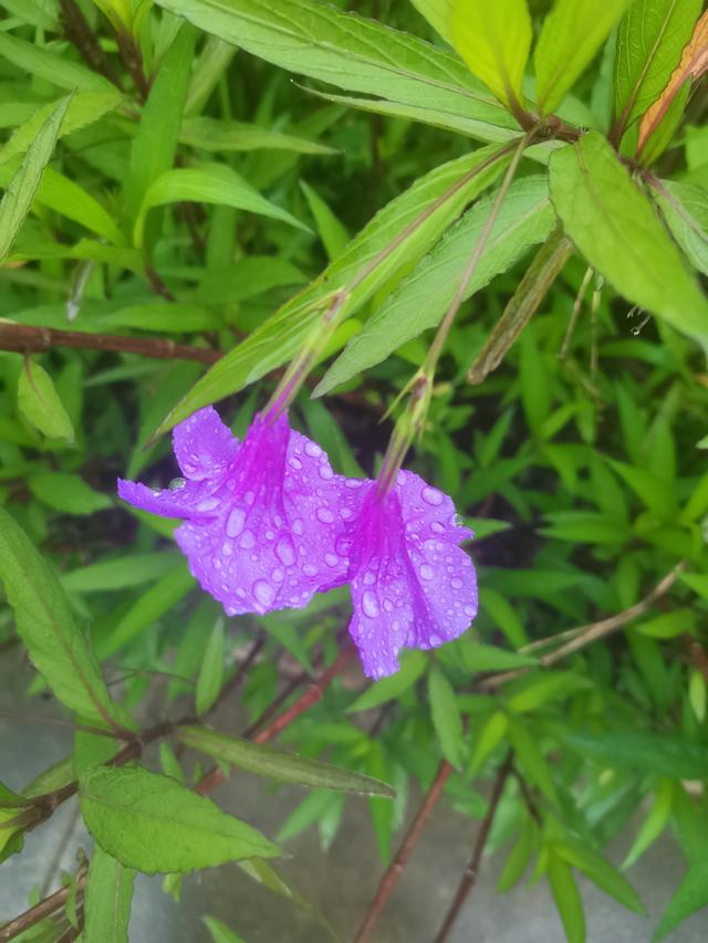 我的青春日记，《不似夏花》