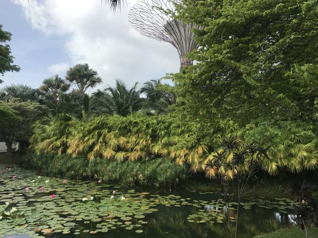 自考本科可以留学新加坡吗