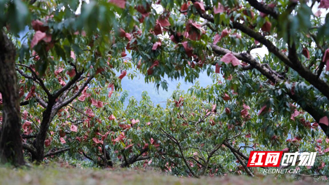 又是一年黄桃飘香时 来“中国深呼吸小城”炎陵邂逅“甜蜜”