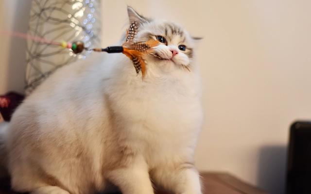 纯种猫品种有哪些品种，纯种猫和杂种猫的区别有哪些？