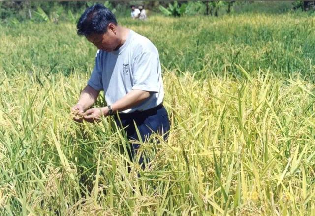 这位福建人的“小小一株草”，何以成为中国骄傲？