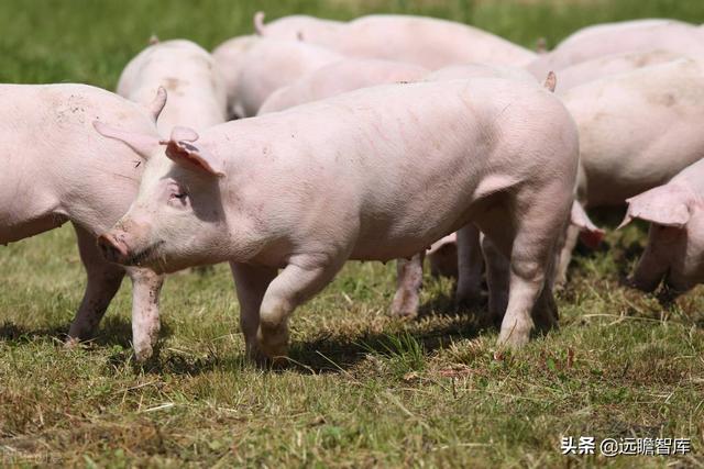 农牧食品一体化龙头，新希望：稳住饲料基石，促进猪业发展