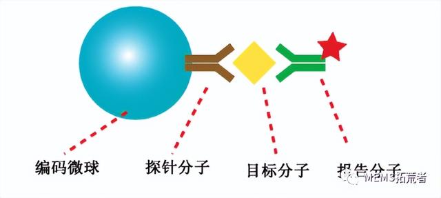 前沿技术分享——用于及时诊断的荧光微球（上篇）