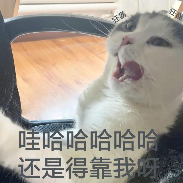 猫咪来当救世主？奥斯卡神作想不周全的，建筑师接着想