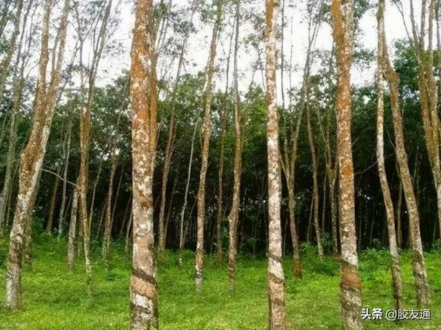 国际橡胶走势 印度橡胶和日本橡胶仍然走势不理想