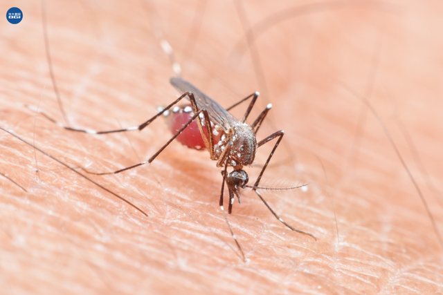 一年致70万人死亡！对付蚊子，科学家想到了“断子绝孙法”