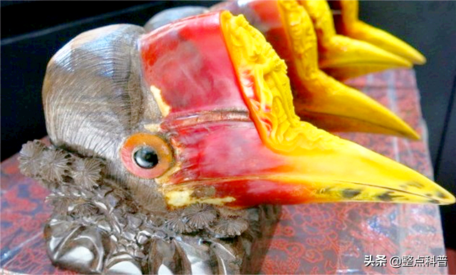 脑袋被人类盯上的鸟，头骨比象牙贵3倍，活着被取骨后只能等死