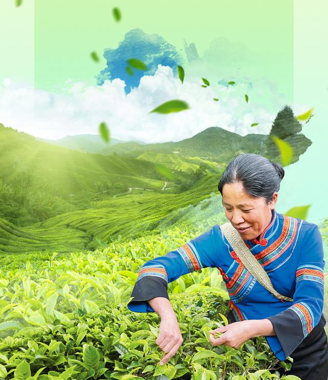 艾丽娟：把茶叶带到更多国家，把更多国家的人引到九甲