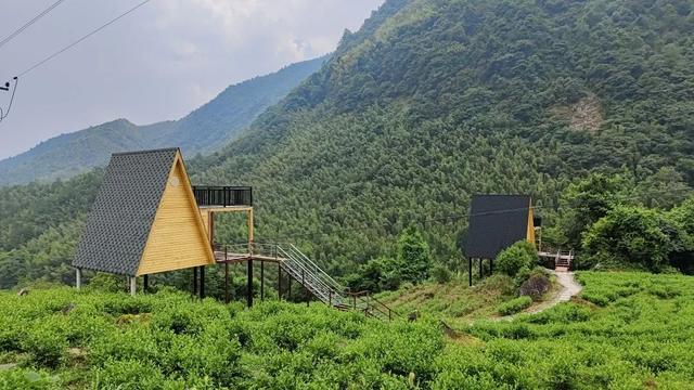 赣南茶行 | 上犹：守望茶心 看光菇山的“破茧成蝶”（三）