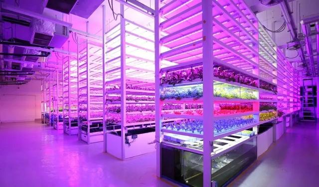 菜吧：隐藏在摩天大楼里的无人农场，可以种菜和养鱼