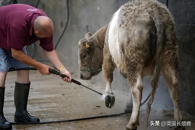 使馆包机详情发布！英国或提高本土学生学费？鲍里斯考虑做演说家