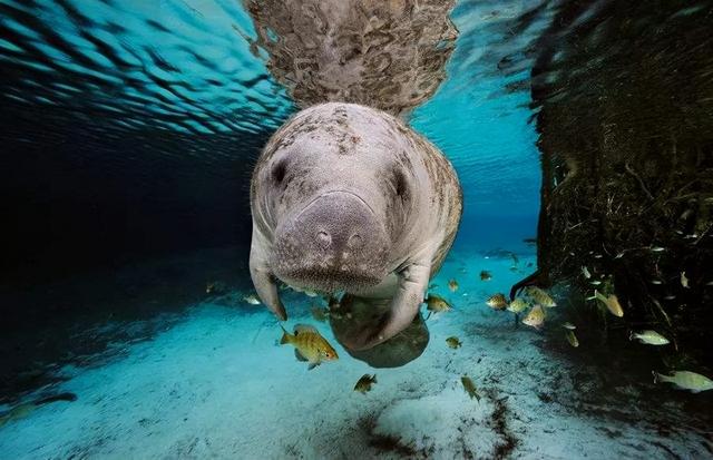美人鱼原型在中国已功能性灭绝，受全球保护，却仍因人类走向灭亡