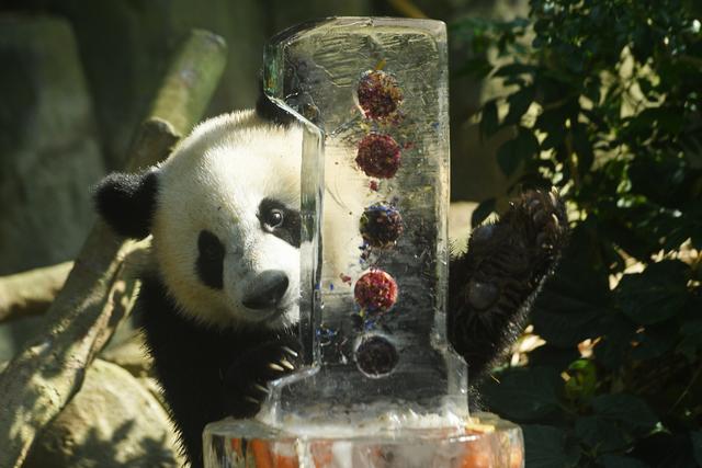 （国际·一周看天下）新加坡：为大熊猫幼崽叻叻庆祝生日