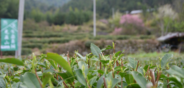 赣南茶行 | 上犹：守望茶心 看光菇山的“破茧成蝶”（三）