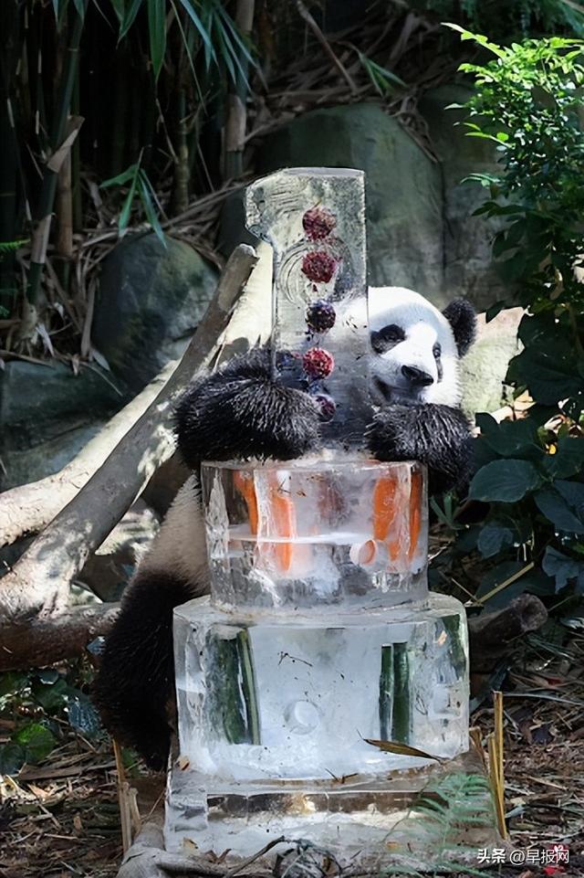 大熊猫叻叻将满周岁！首次品尝特制冰蛋糕