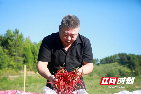 湖南新田：陶岭三味辣椒喜获丰收