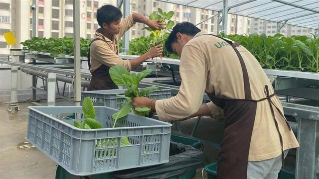 为实现30%农产品自给自足，新加坡鼓励农民在立体车库种菜