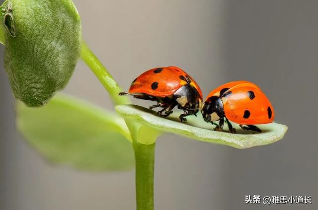 Lady是女士，Bug是故障，那“Lady Bug”是“故障女士”的意思吗？