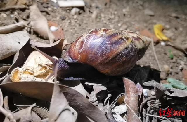 四川攀枝花雨后惊现巨型蜗牛 专家：别摸它！或携致病菌，不能吃不能养