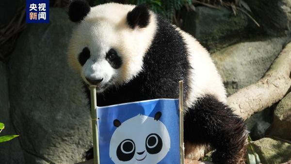 新加坡动物园为熊猫宝宝“叻叻”庆生